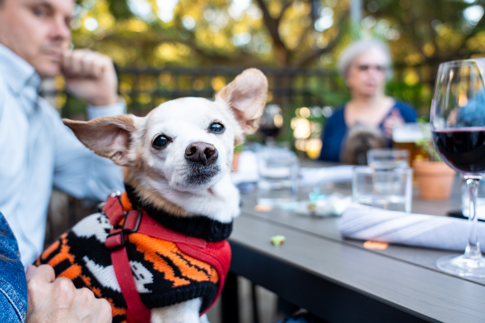 Towne Centre’s Paws on The Patio Returns March 13, April 10 & May 8