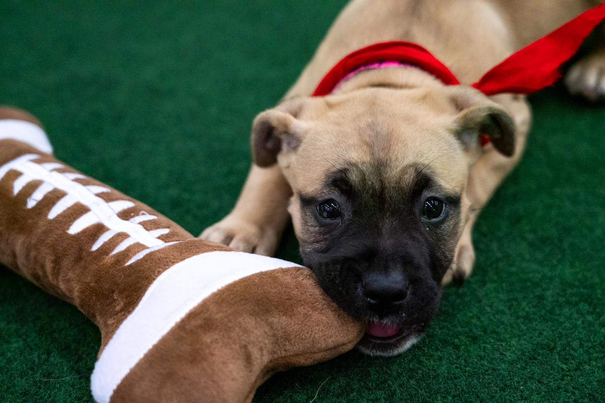 Puppy with a chew toy