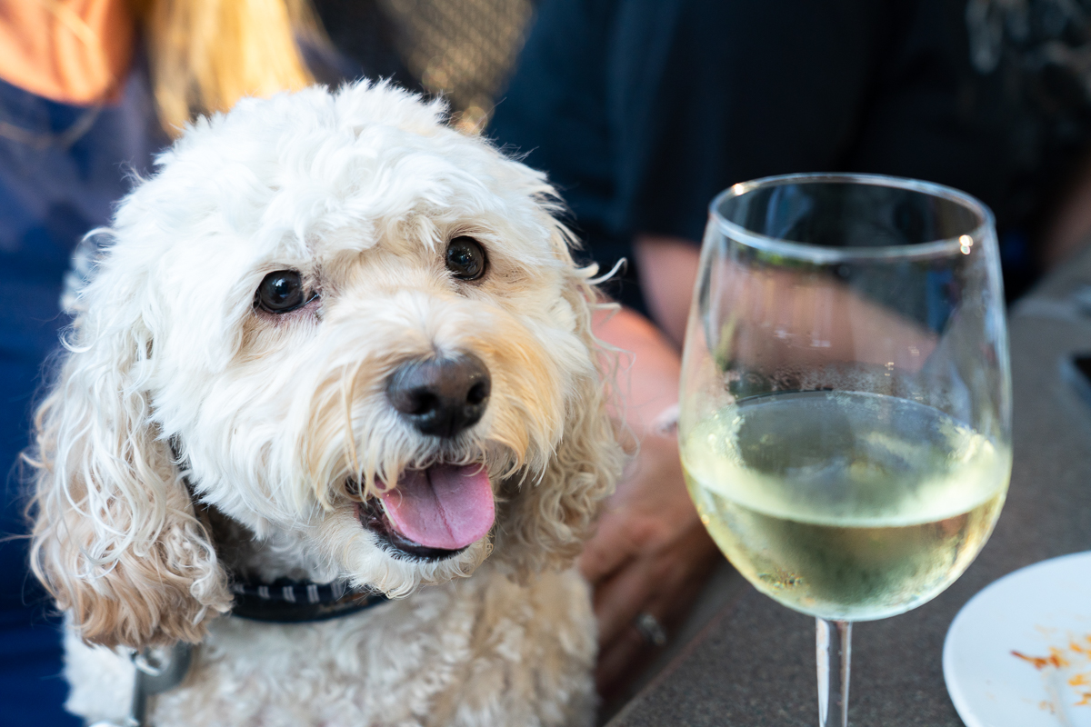 Dog next to a wine glass